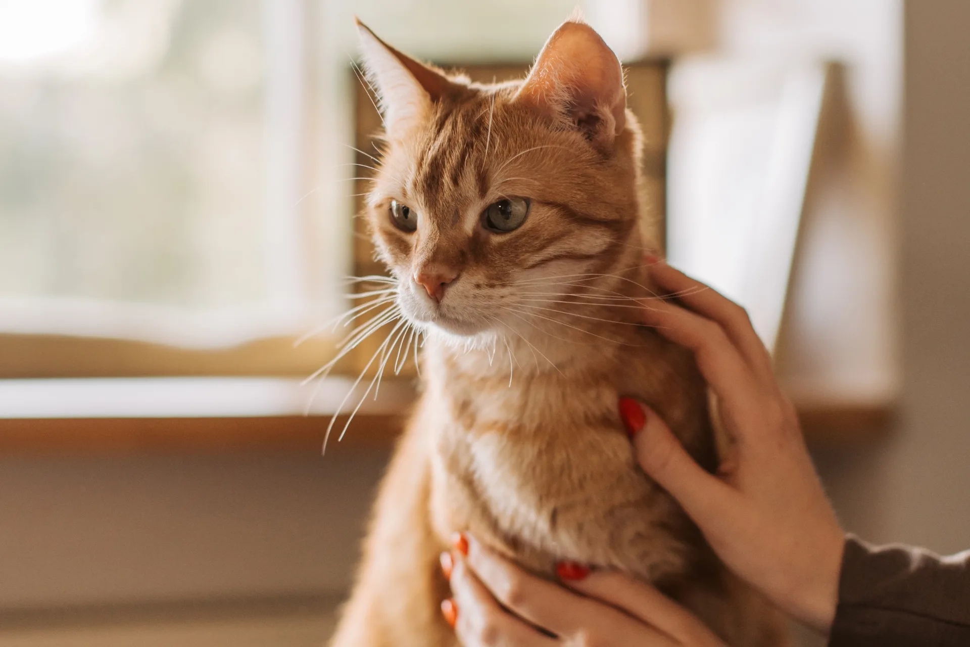 How to Prepare Your Cat for a Sitter