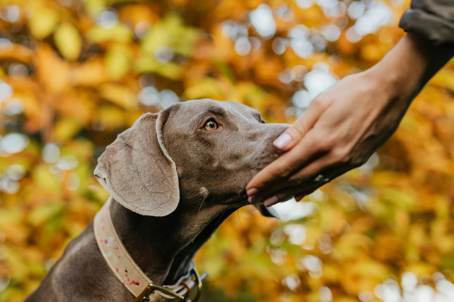 How to Prepare Your Dog for a Sitter