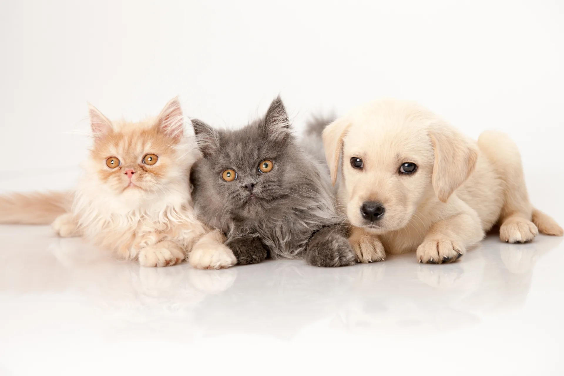 How to introduce a puppy to a cat: A step-by-step guide