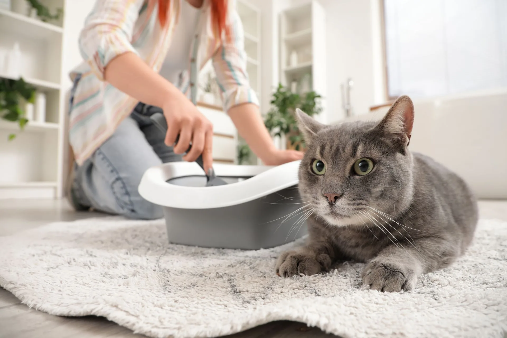 How to Manage Litter Box Cleaning for Cats