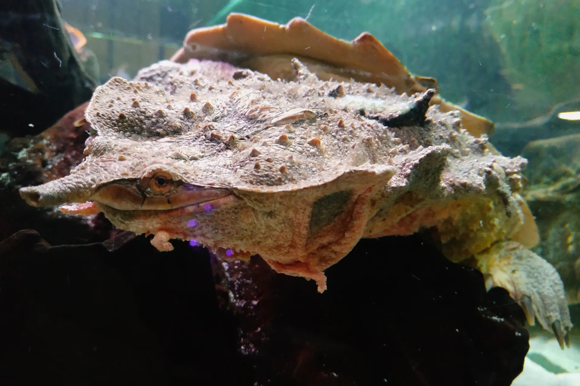 Mata Mata turtle in an aquarium