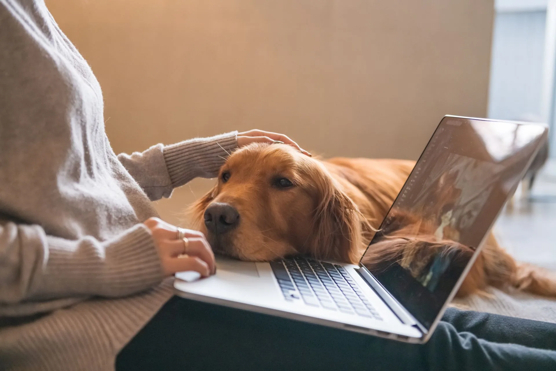 Pet sitter bio examples: Craft a winner