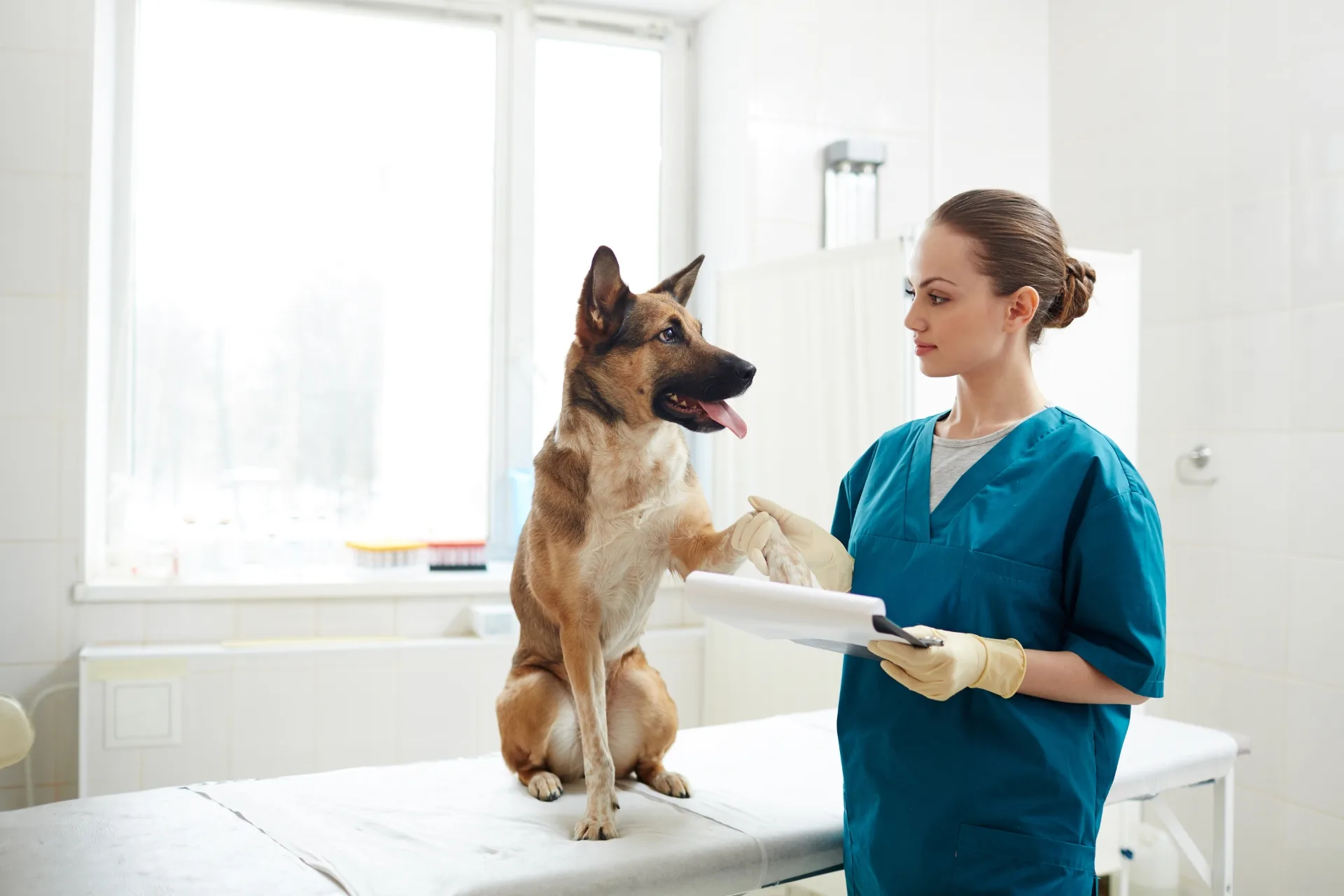 Pet Sitter Emergency Contact List: The Info That Actually Matters in a Crisis