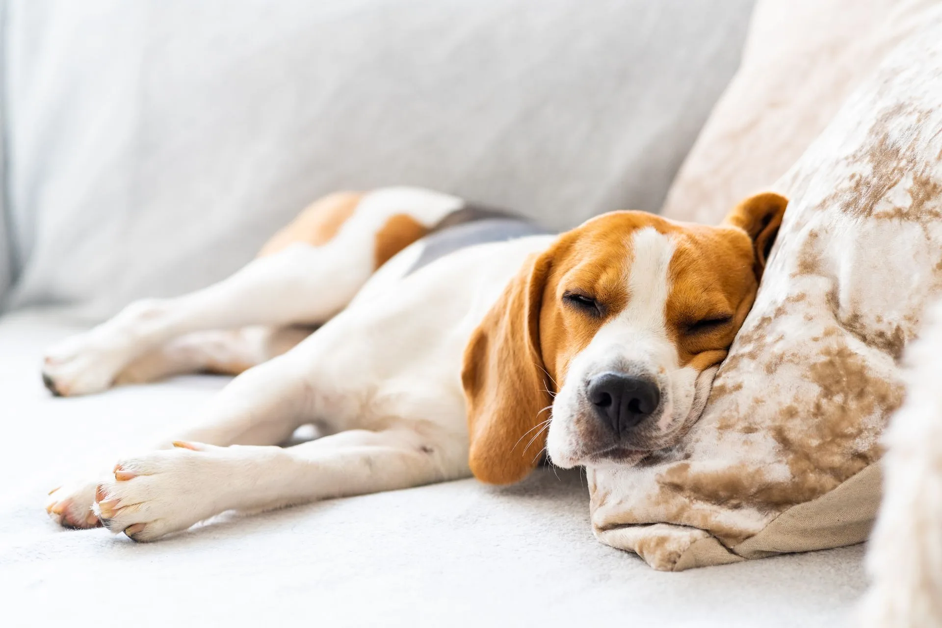 What is Pet Boarding? Overnight Care Guide
