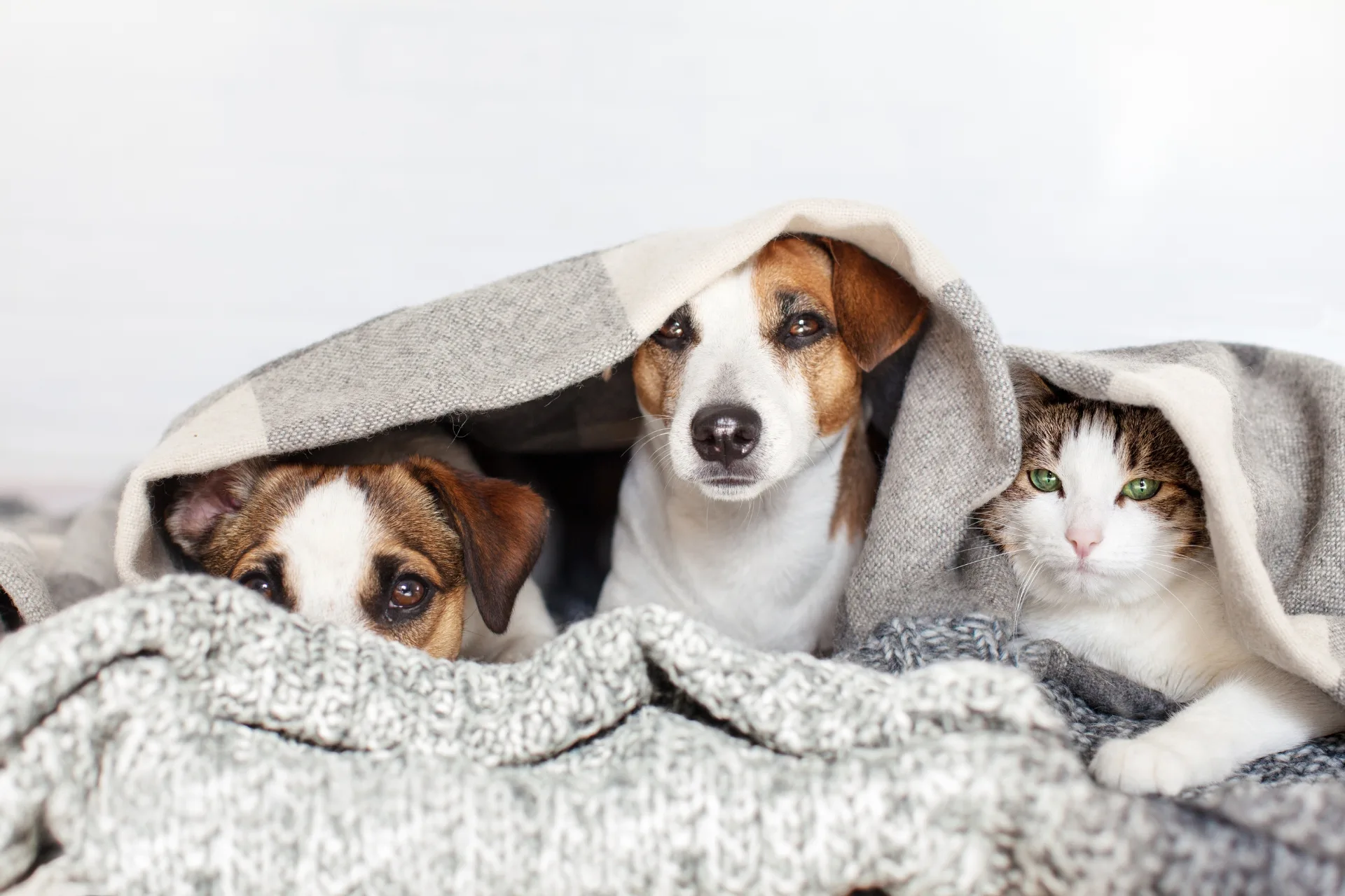 Pet Sitting for Multi-Pet Households: Owner & Sitter Guide