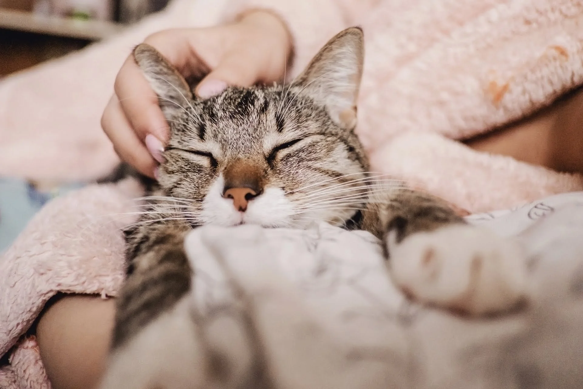Why Do Cats Purr? Guide for Owners & Pet Sitters