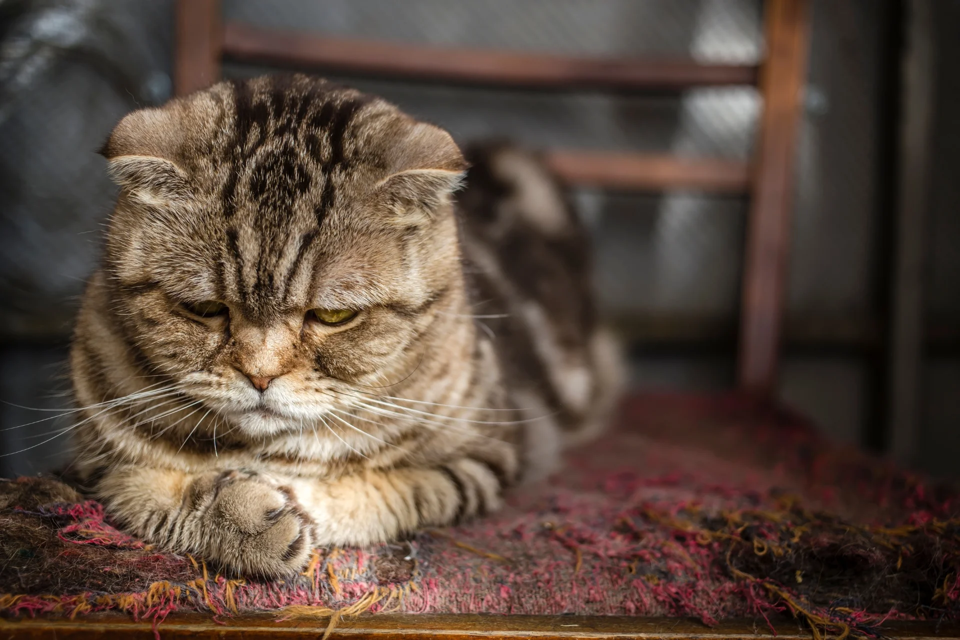 How to Trim Your Cat’s Nails