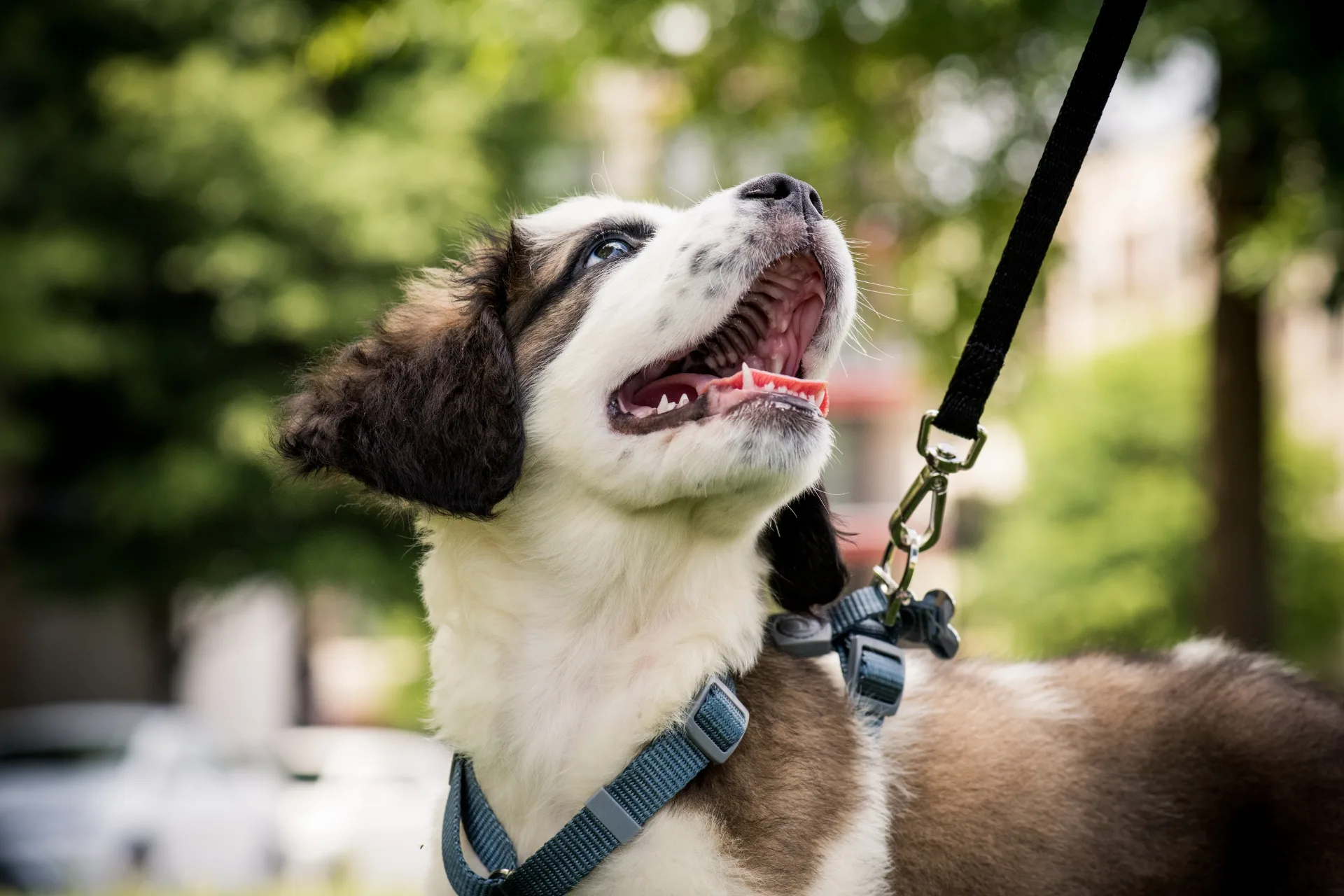 Potty training a puppy to go outside: easy guide