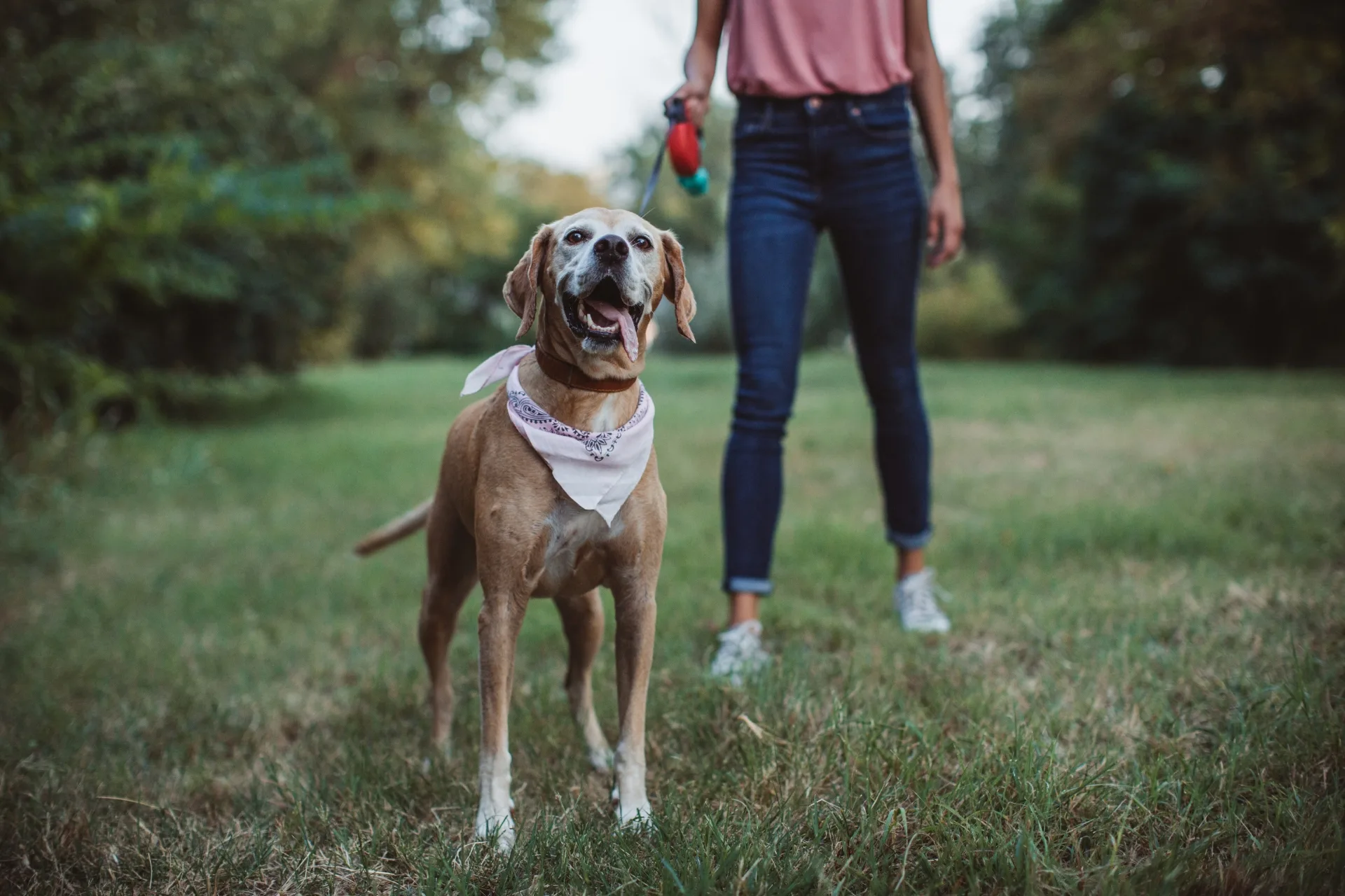 Quanto prende un dog sitter in Italia?