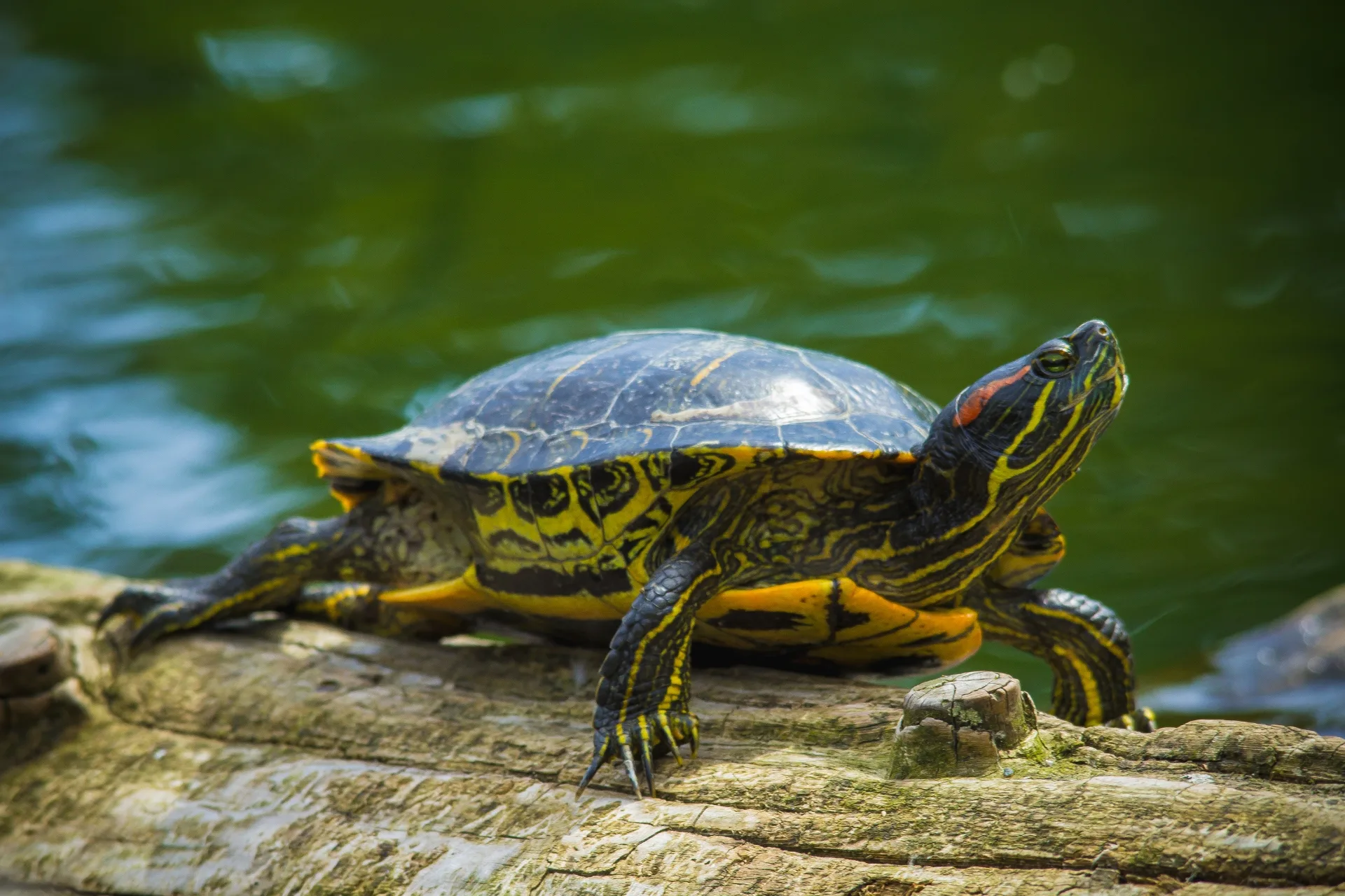 Red-Eared Slider turtle on a basking dock