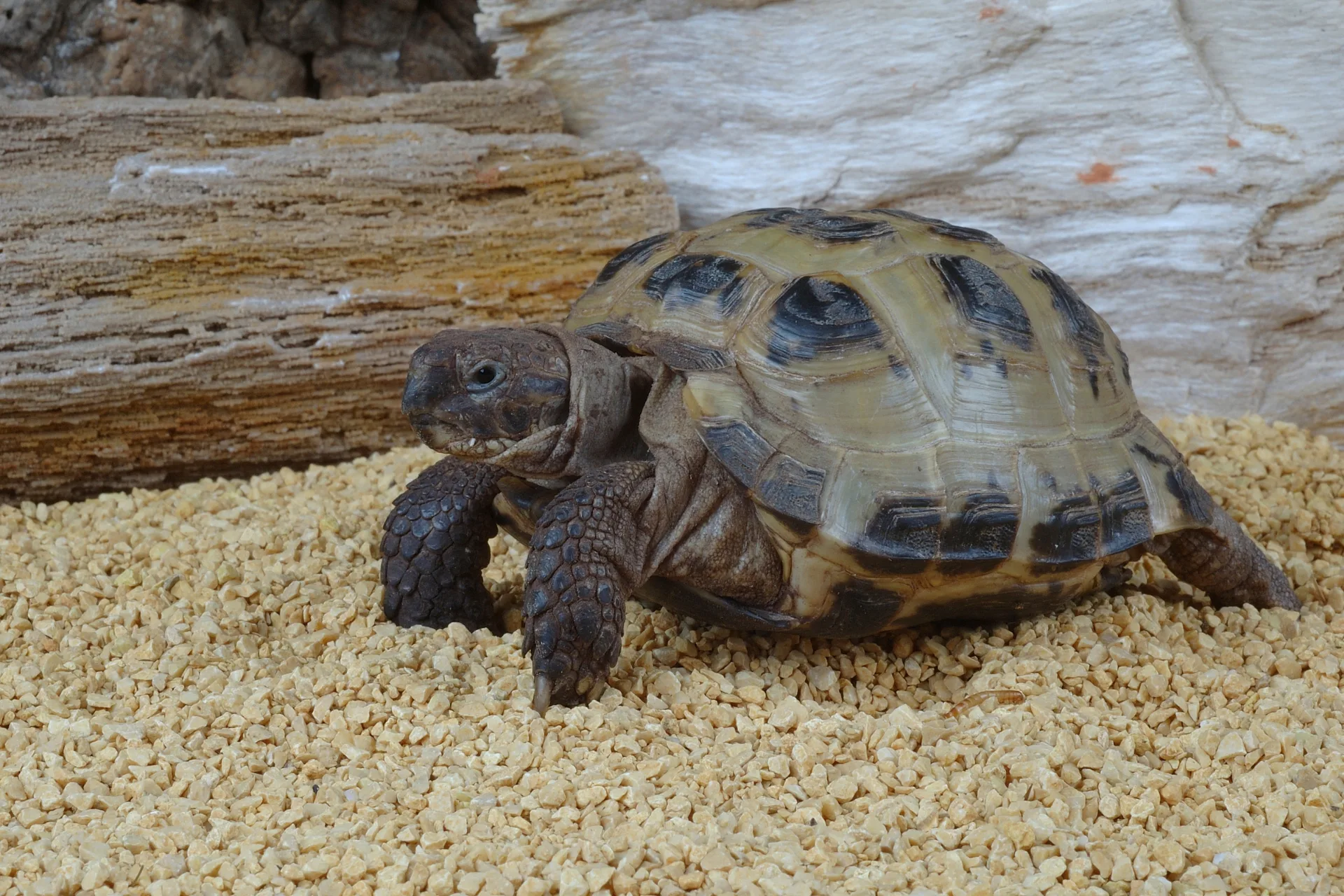 Russian tortoise in an outdoor enclosure