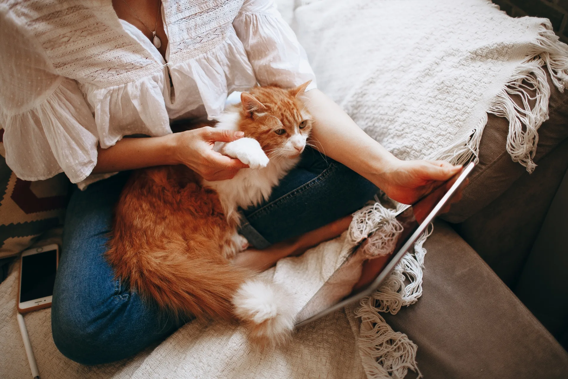 Senior Cat Sitting: Special Care Guide for Sitters & Owners
