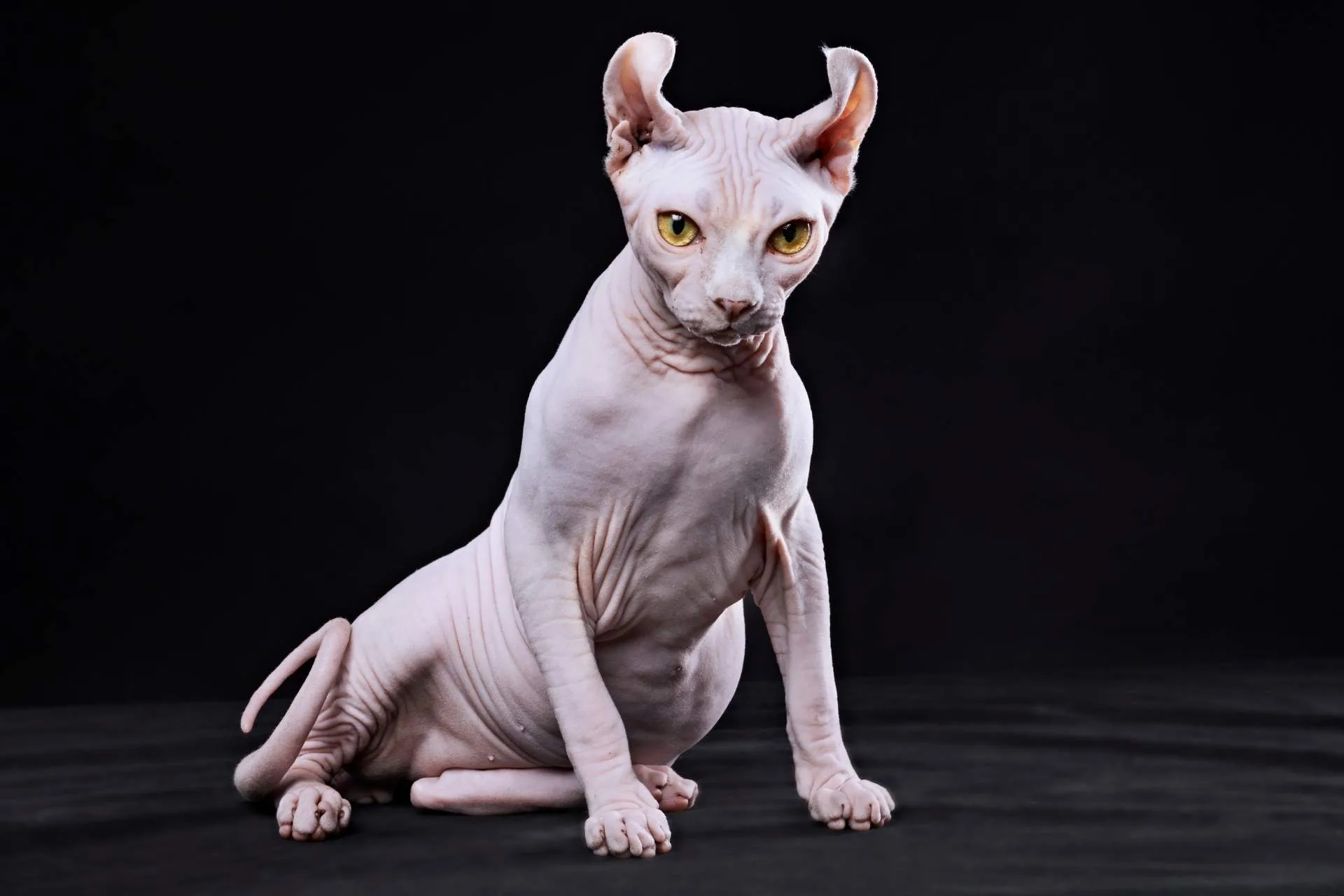 Sphynx Cat Care: The Real Guide (Not the Cute One)