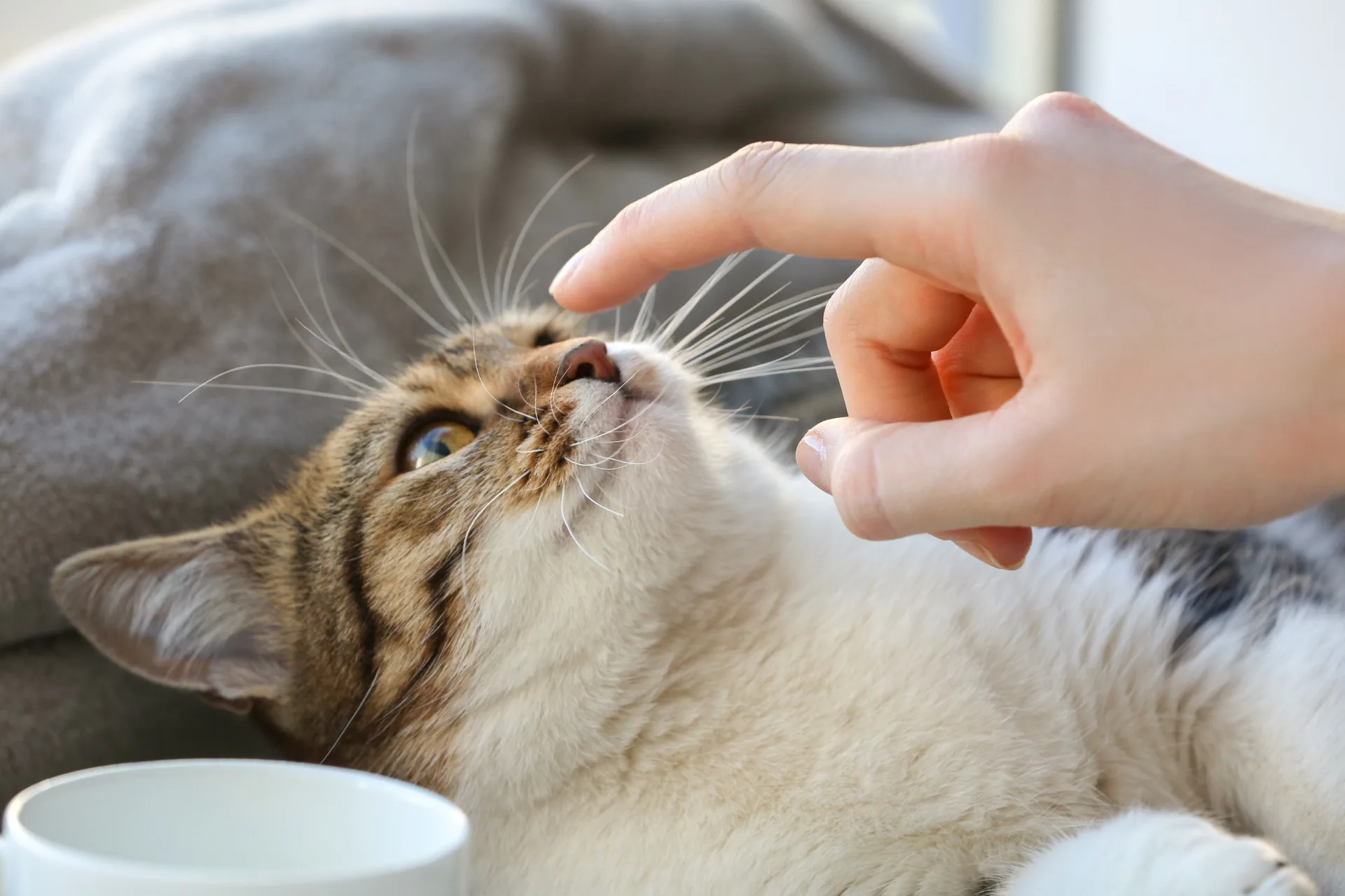What are Drop-in Visits? Quick Care Guide