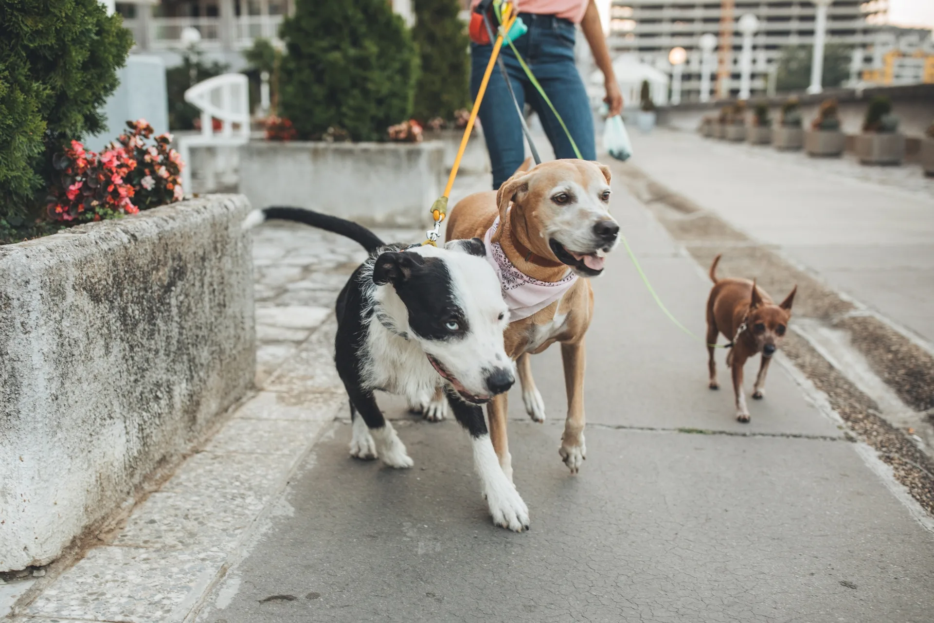 What is Dog Walking? Guide for the Perfect Dog Walk