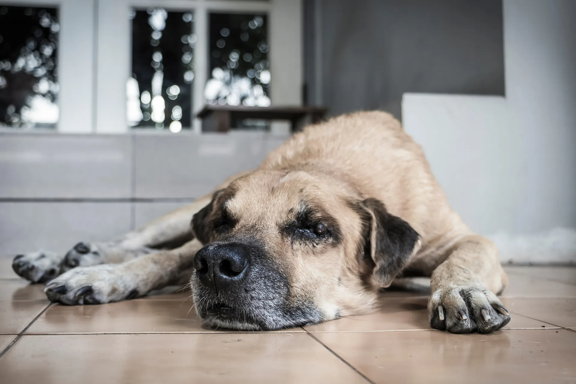 What to Do If Your Pet Sitter Cancels