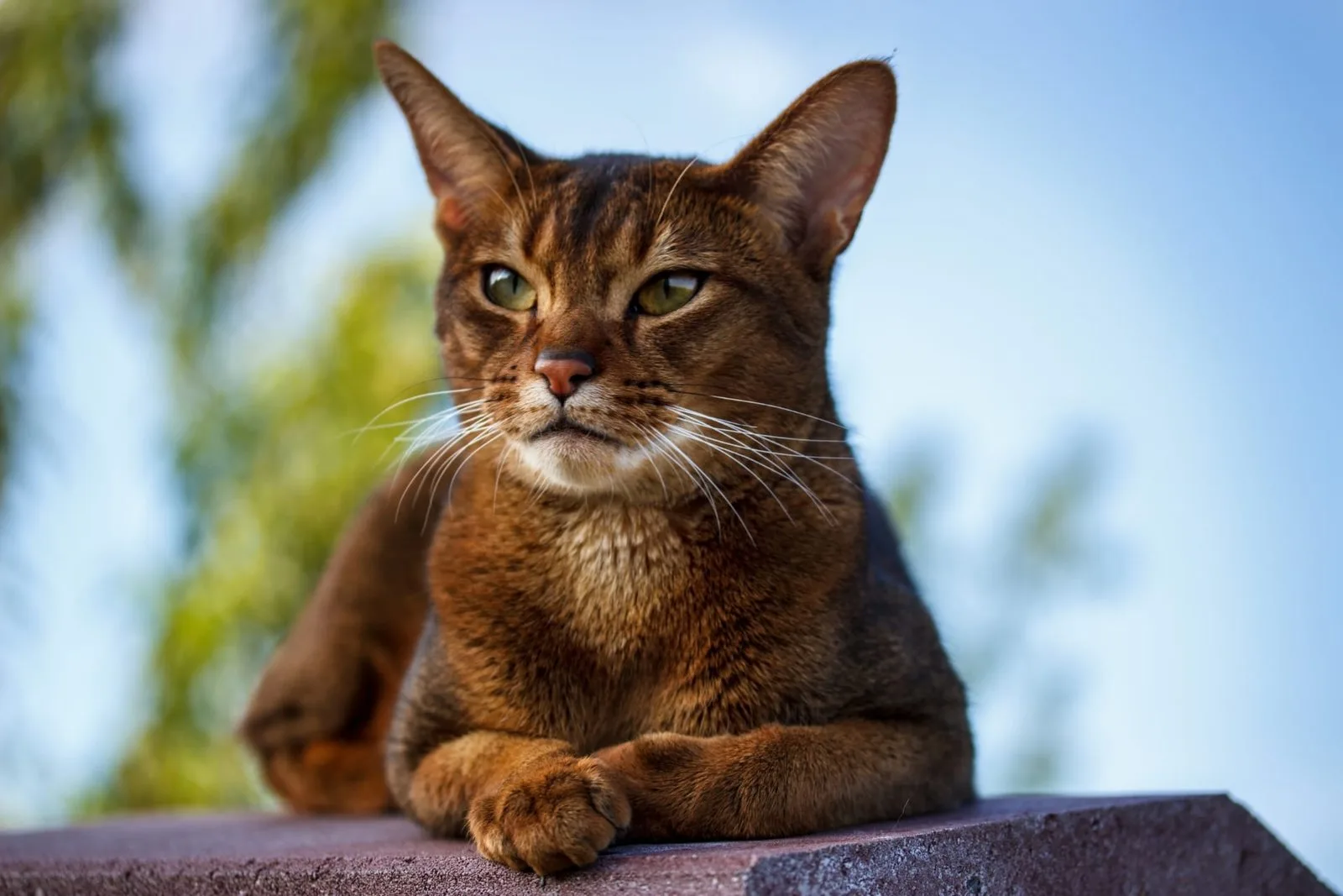 Abyssinian Cat Care: The Guide for Their Personal Assistant (You)