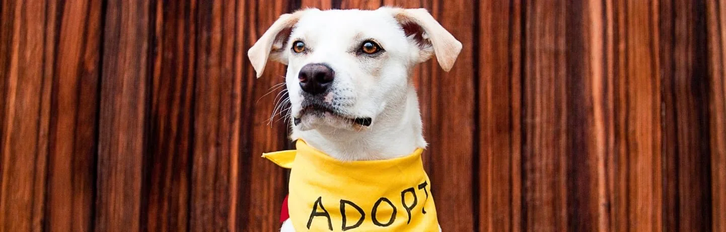 Adopt a Pet or Help Others on Petme