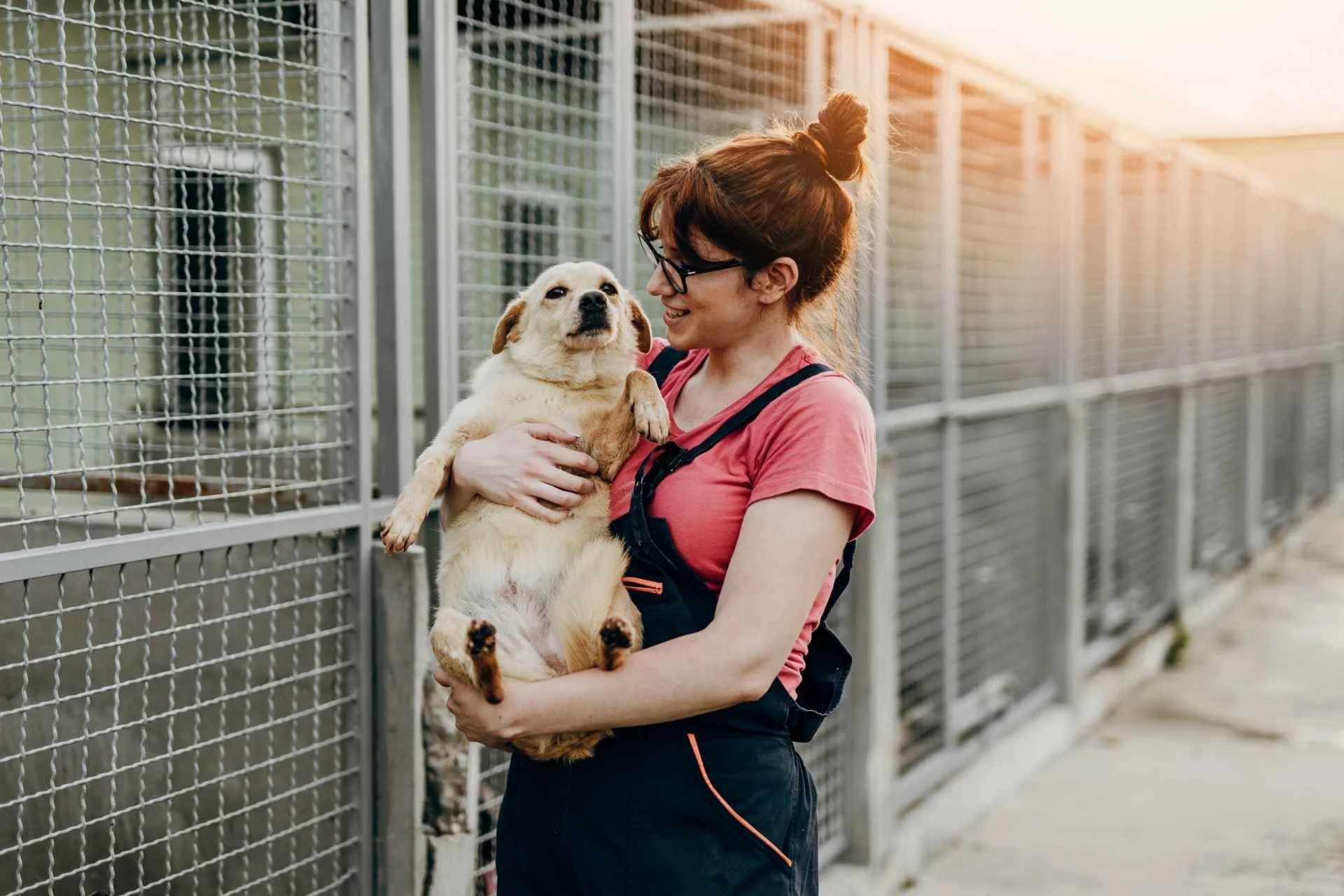 Cómo adoptar un perro en España: requisitos, gastos y opciones