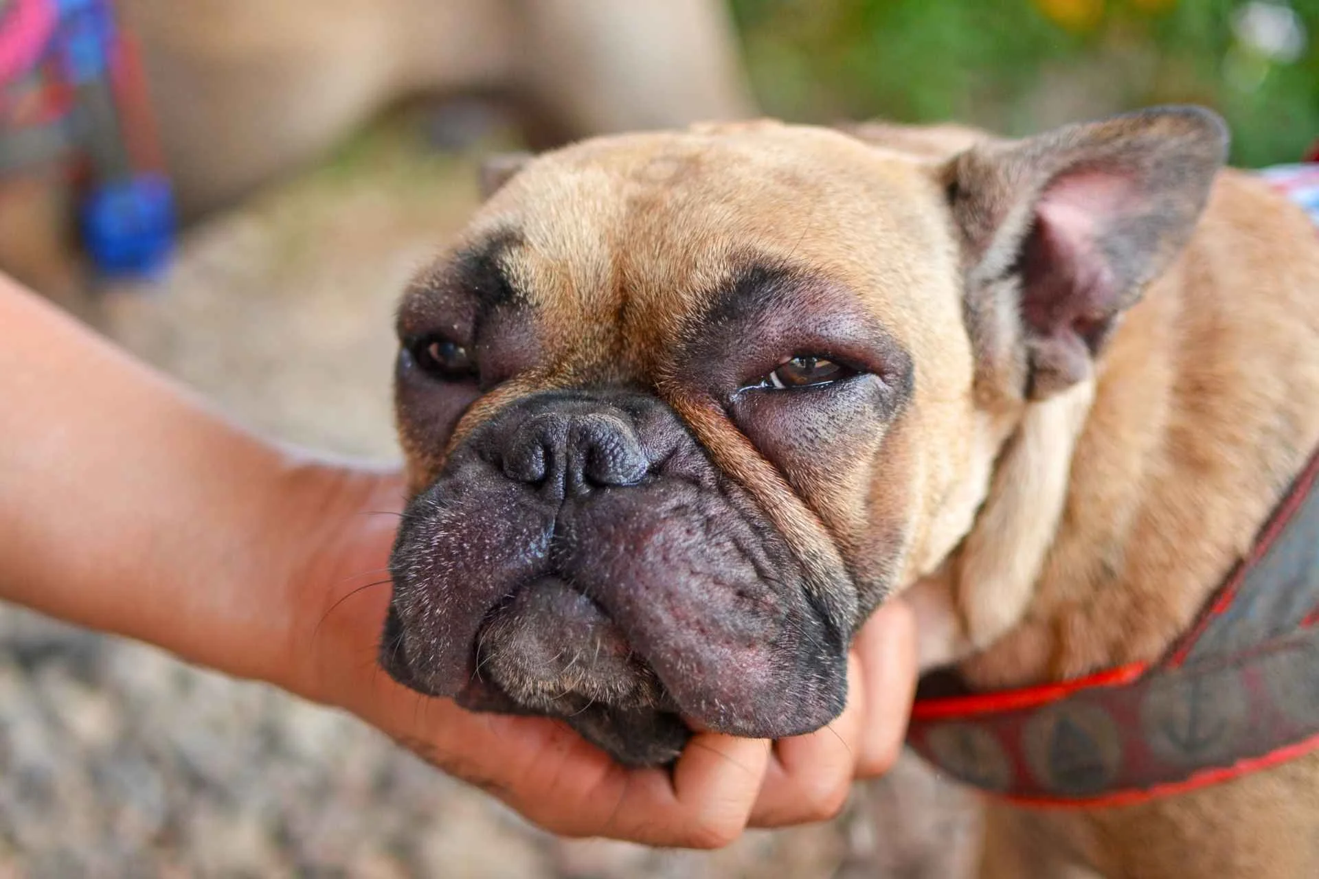 Alergia en perros: tratamiento y cómo identificarla