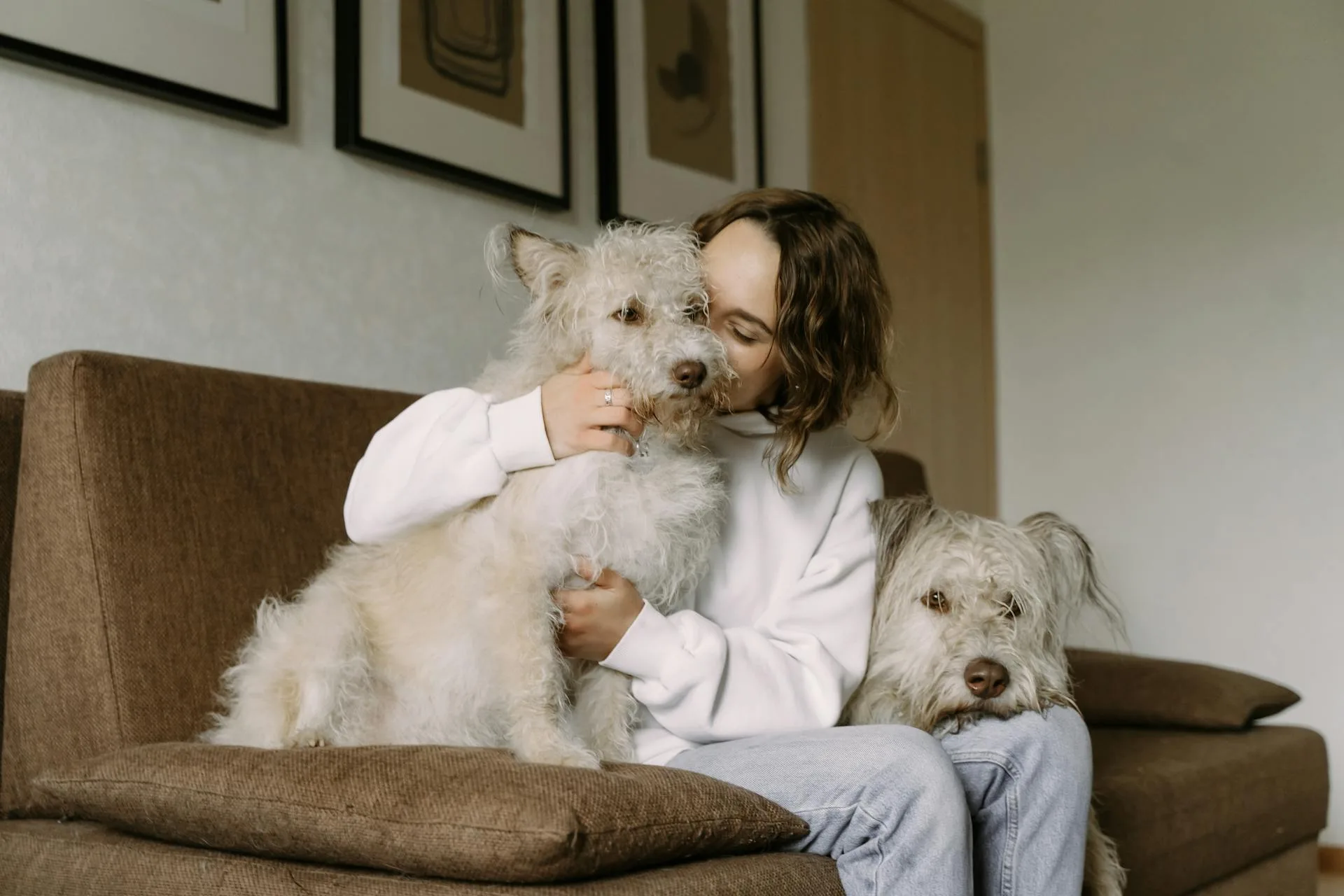 Best pet sitting apps for owners: honest comparison