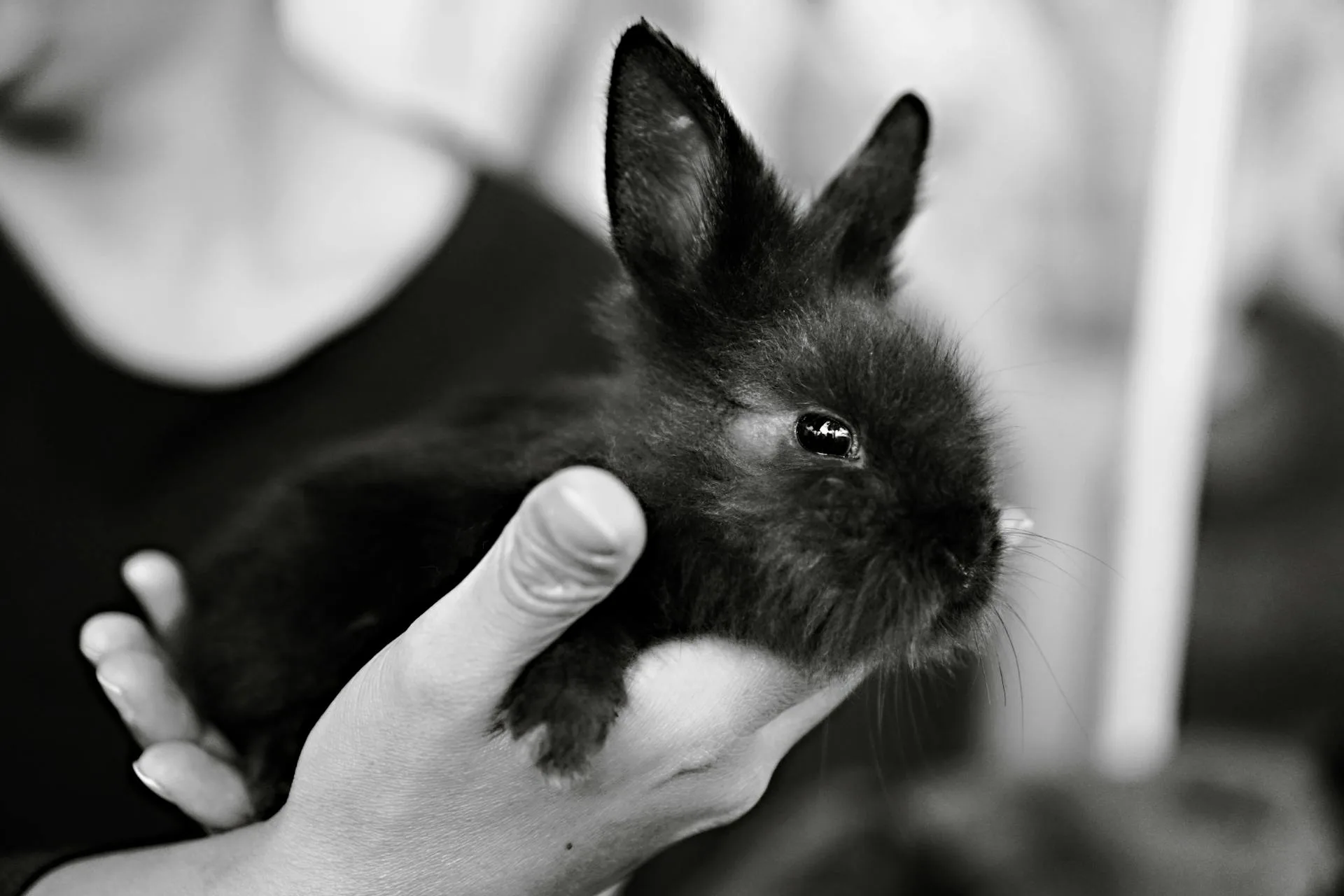 Best Rabbit Breeds for Office Workers