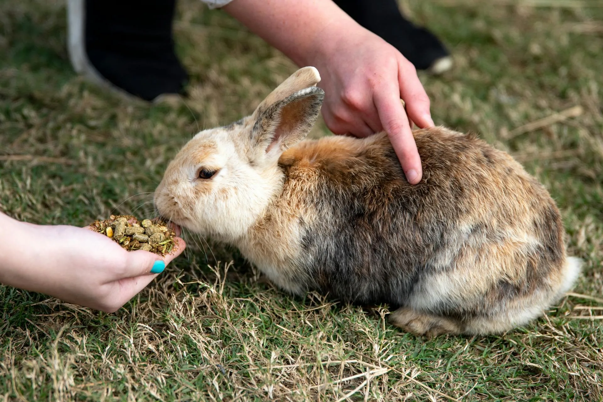 Best Rabbit Breeds for Remote Workers