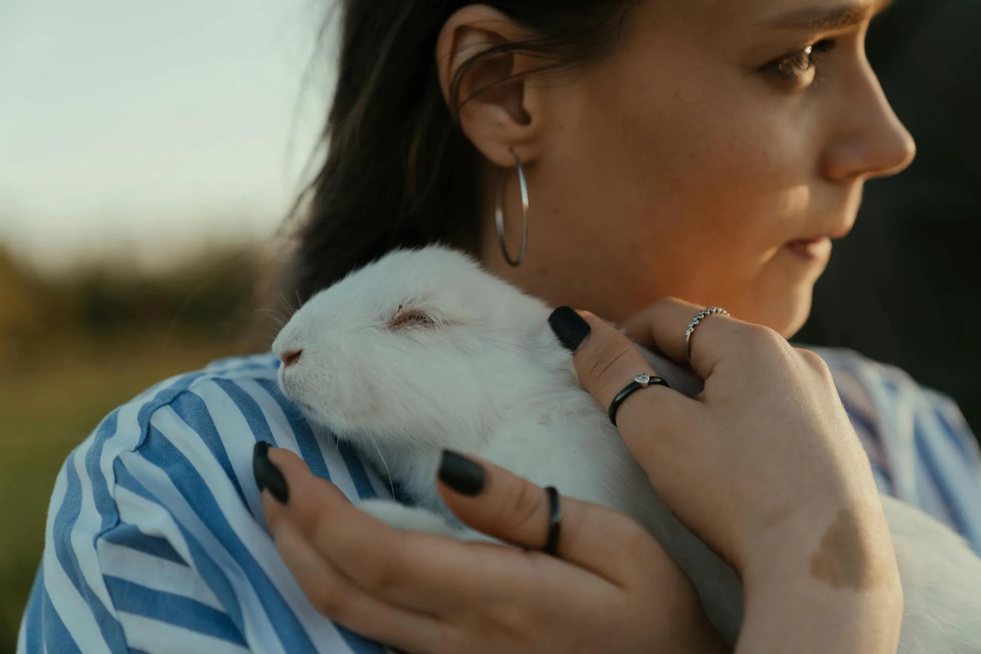 Best Rabbit Breeds for Travelers