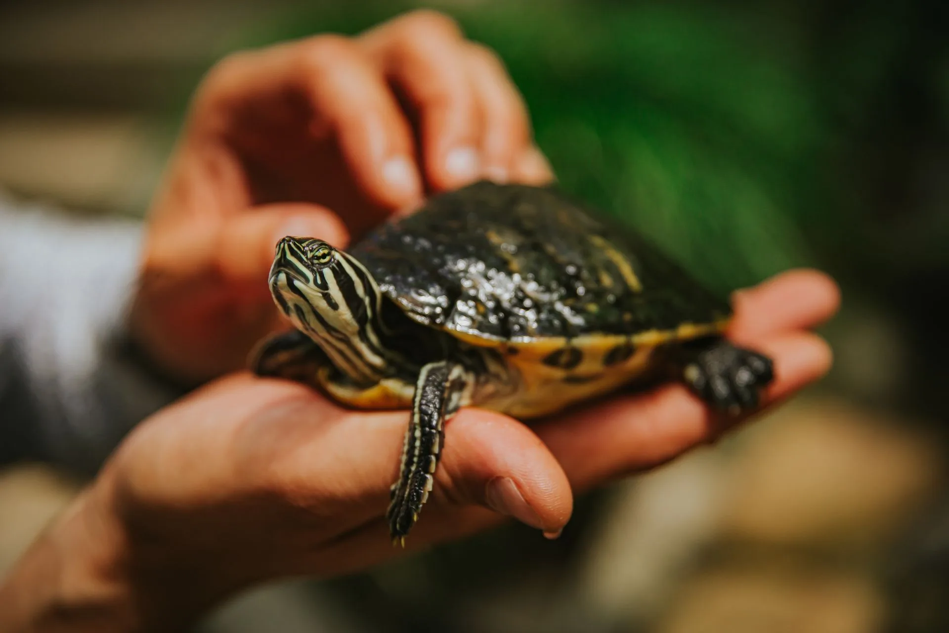 Best Turtle Breeds for Athletes