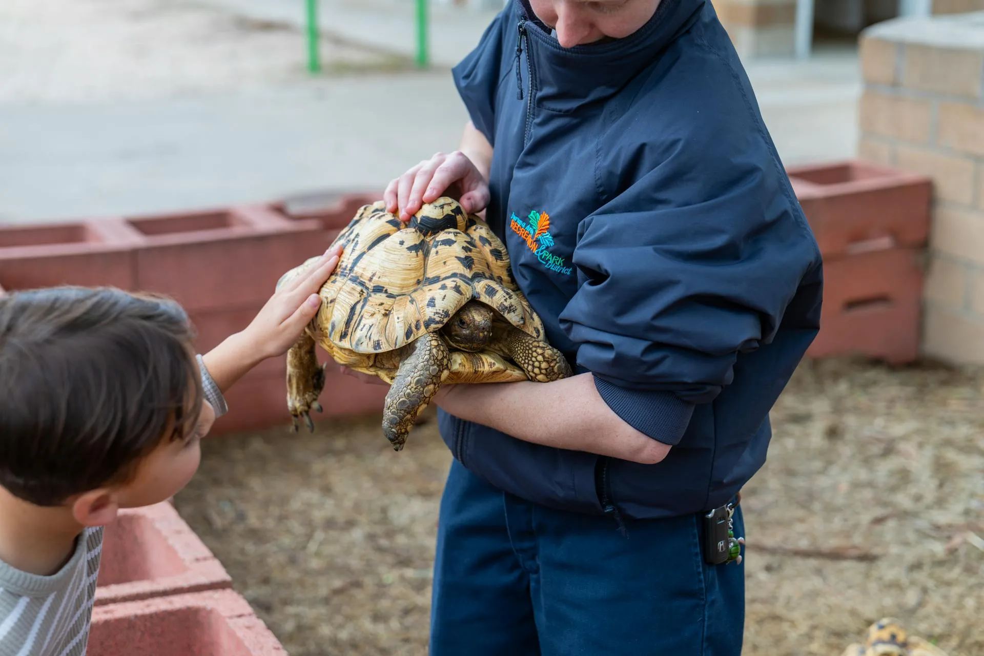 Best Turtle Breeds for Digital Nomads