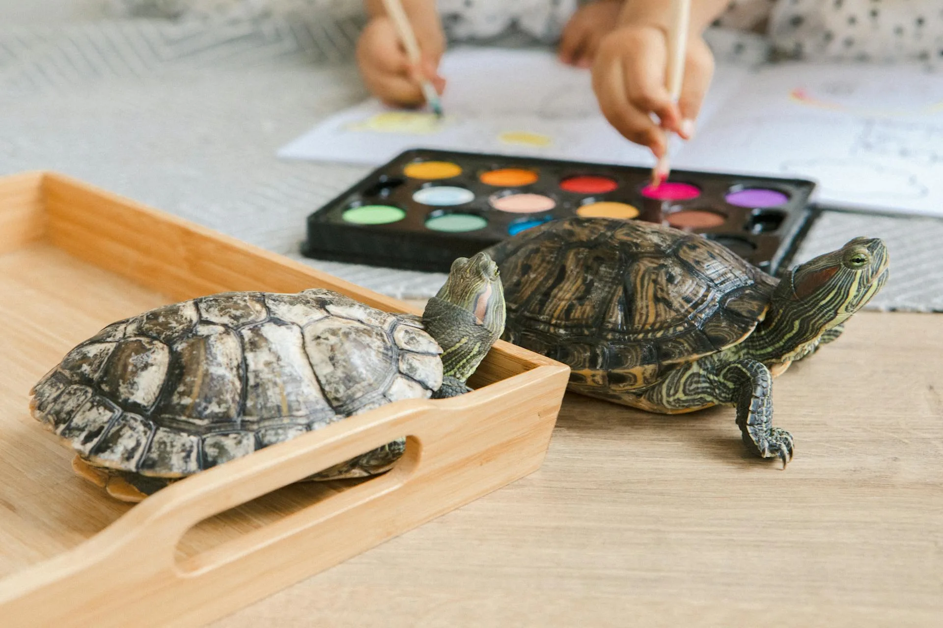 Best Turtle Breeds for Entrepreneurs