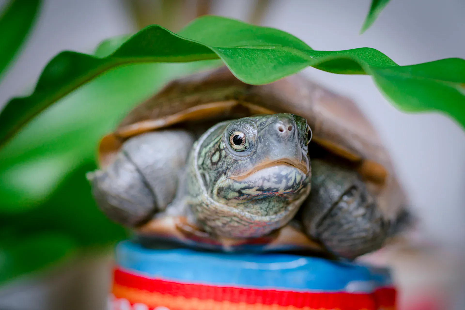 Best Turtle Breeds for Fitness Enthusiasts