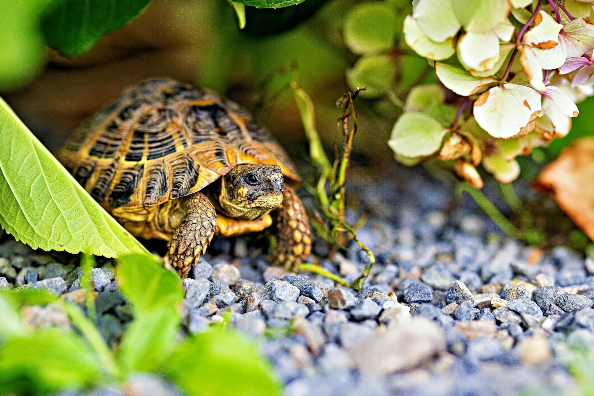Best Turtle Breeds for Freelancers