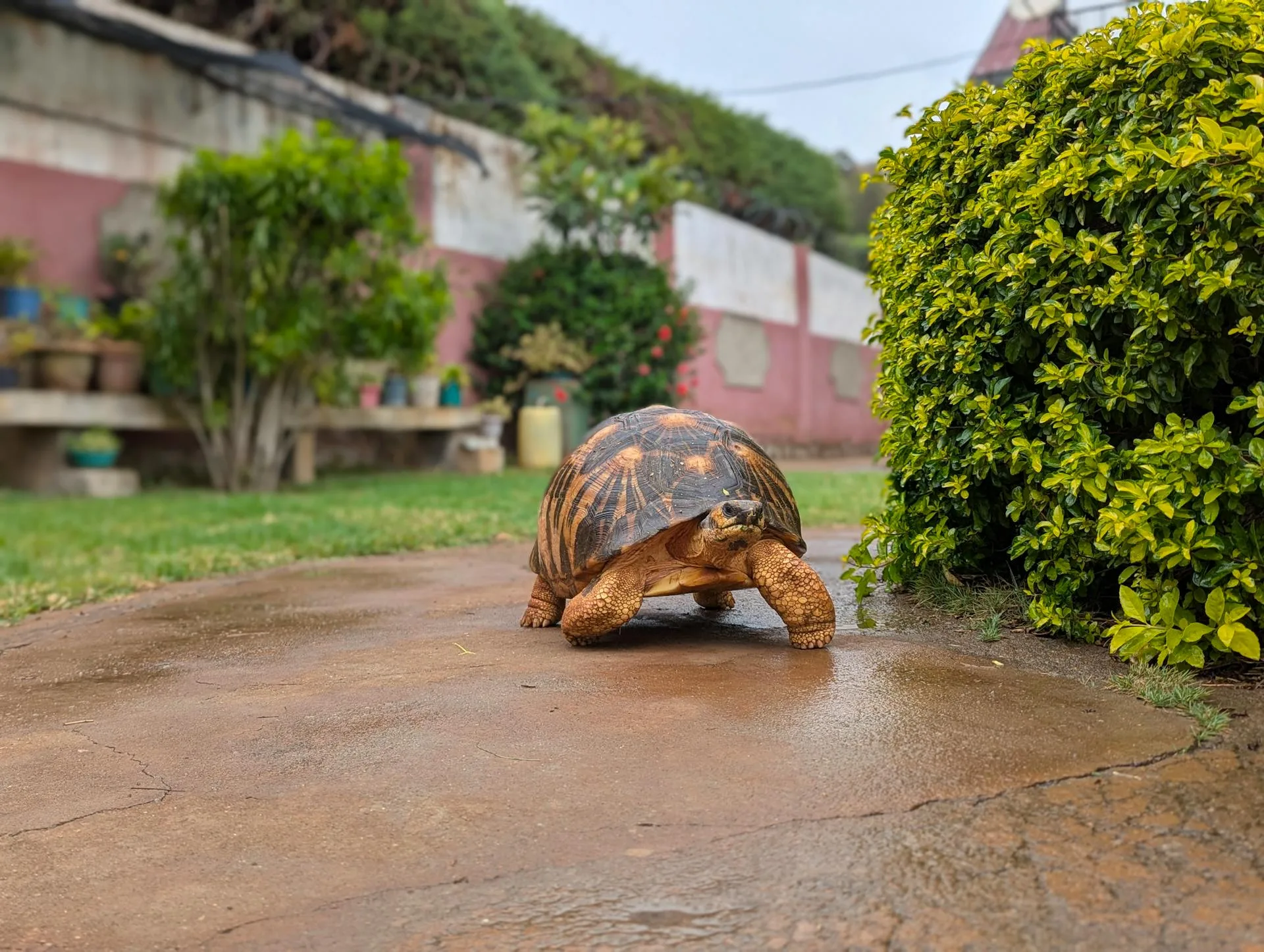 Best Turtle Breeds for Military Personnel