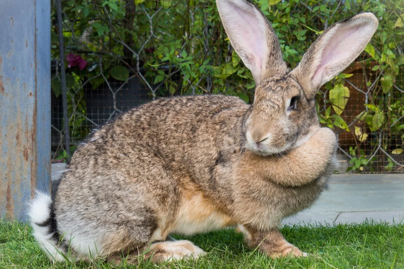 The Big Guide to Big Rabbit Breeds: Lifespan, Care, and More
