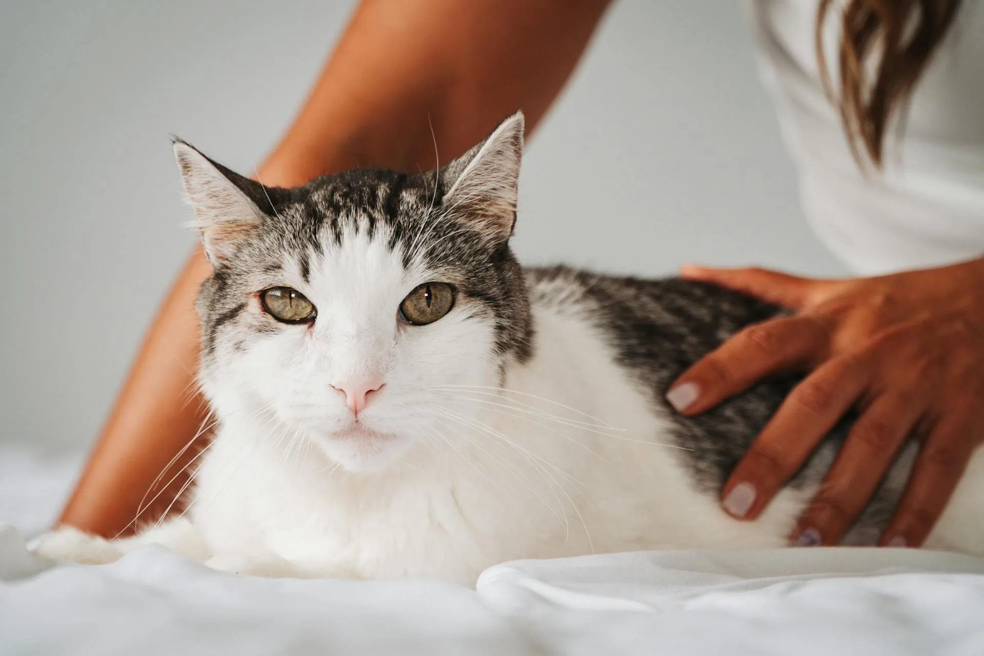 Cat Constipation: Home Remedies and When to Call the Vet