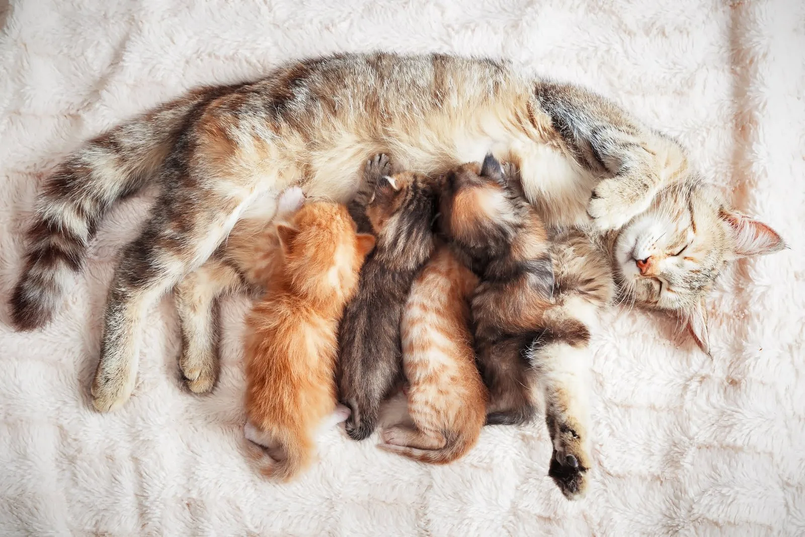 Your Cat's Heat Cycle: A Simple Guide