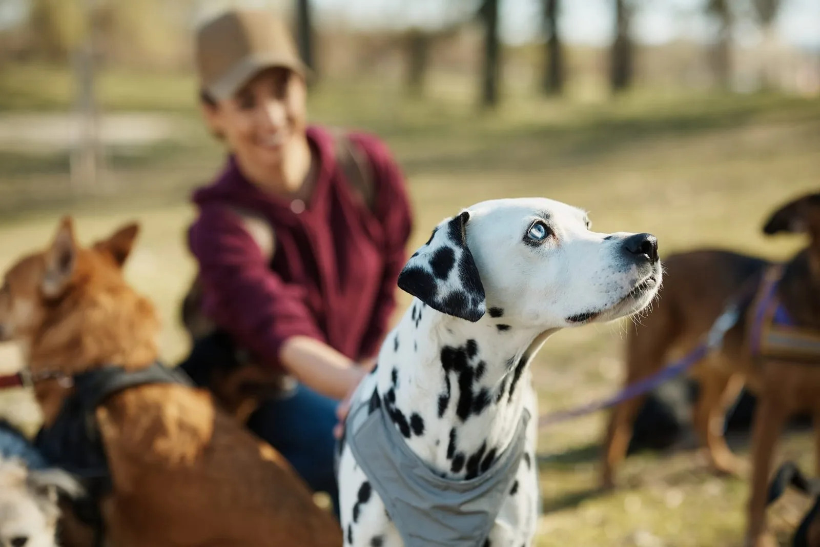 How to Choose a Reliable Dog Sitter