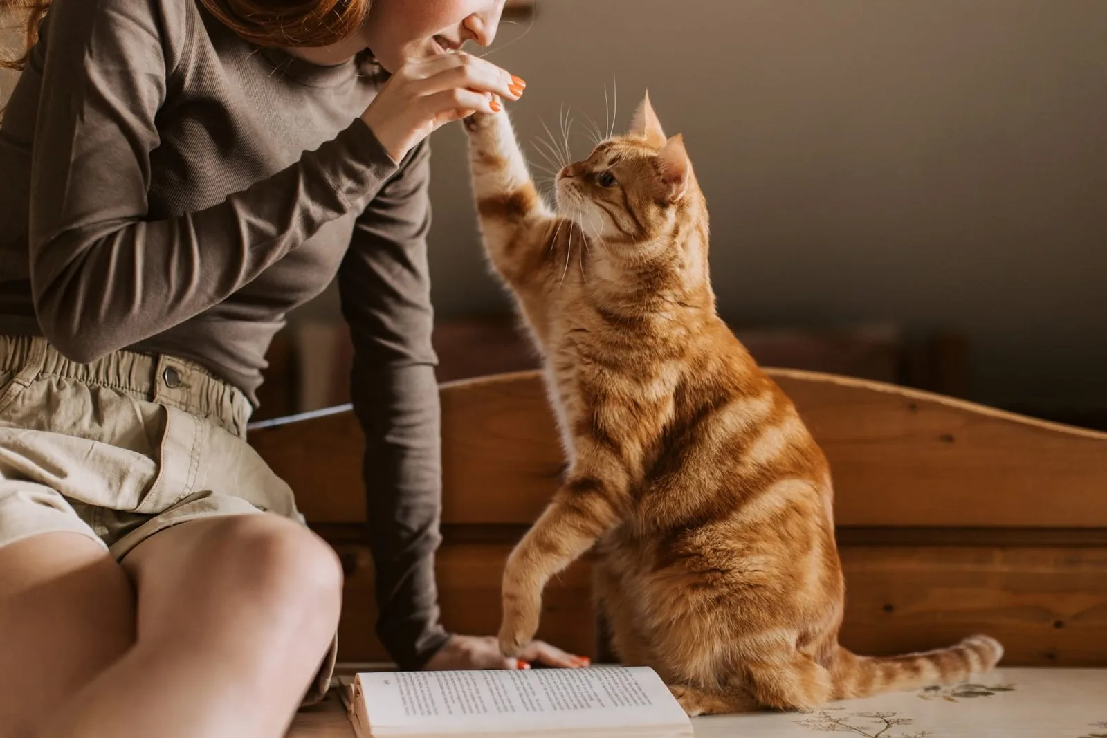 Choosing a Trustworthy Cat Sitter: Top Tips