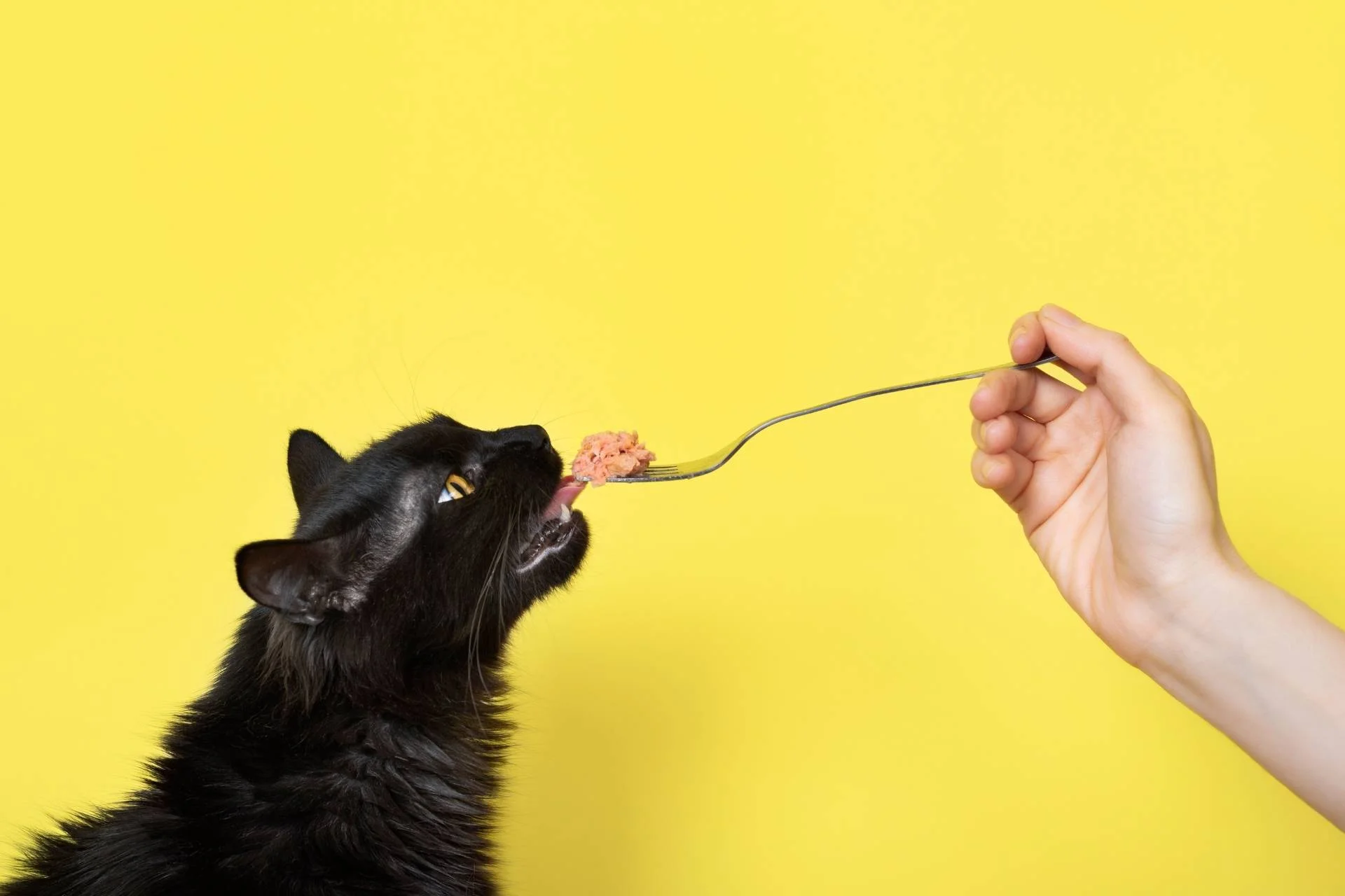 Combinar comida húmeda y seca para gatos: formula EXACTA y calculadora automática