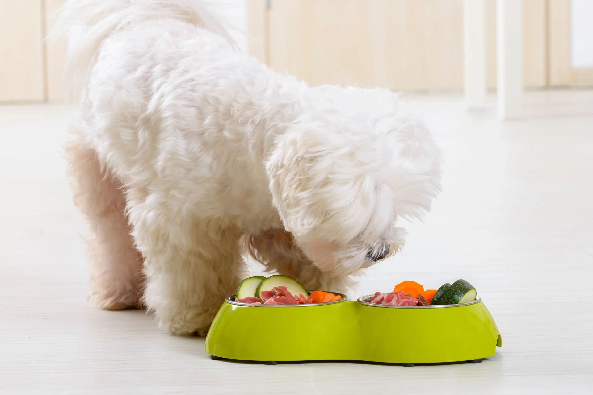 Comida casera para perros: recetas y consejos