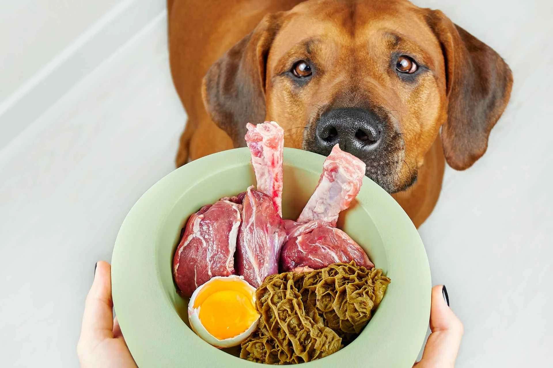 Comida hipoalergénica casera para perros: cómo prepararla