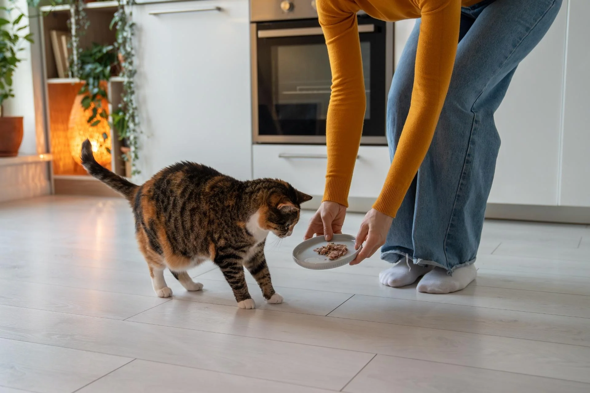 ¿Comida húmeda o seca para gatos? Guía completa