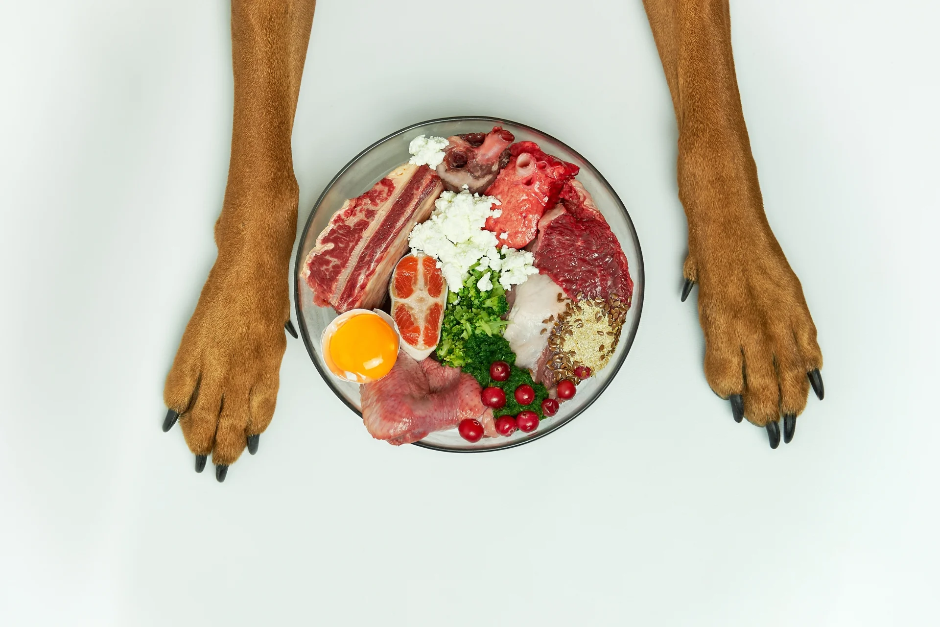Comida natural para perros: Guía completa y recetas