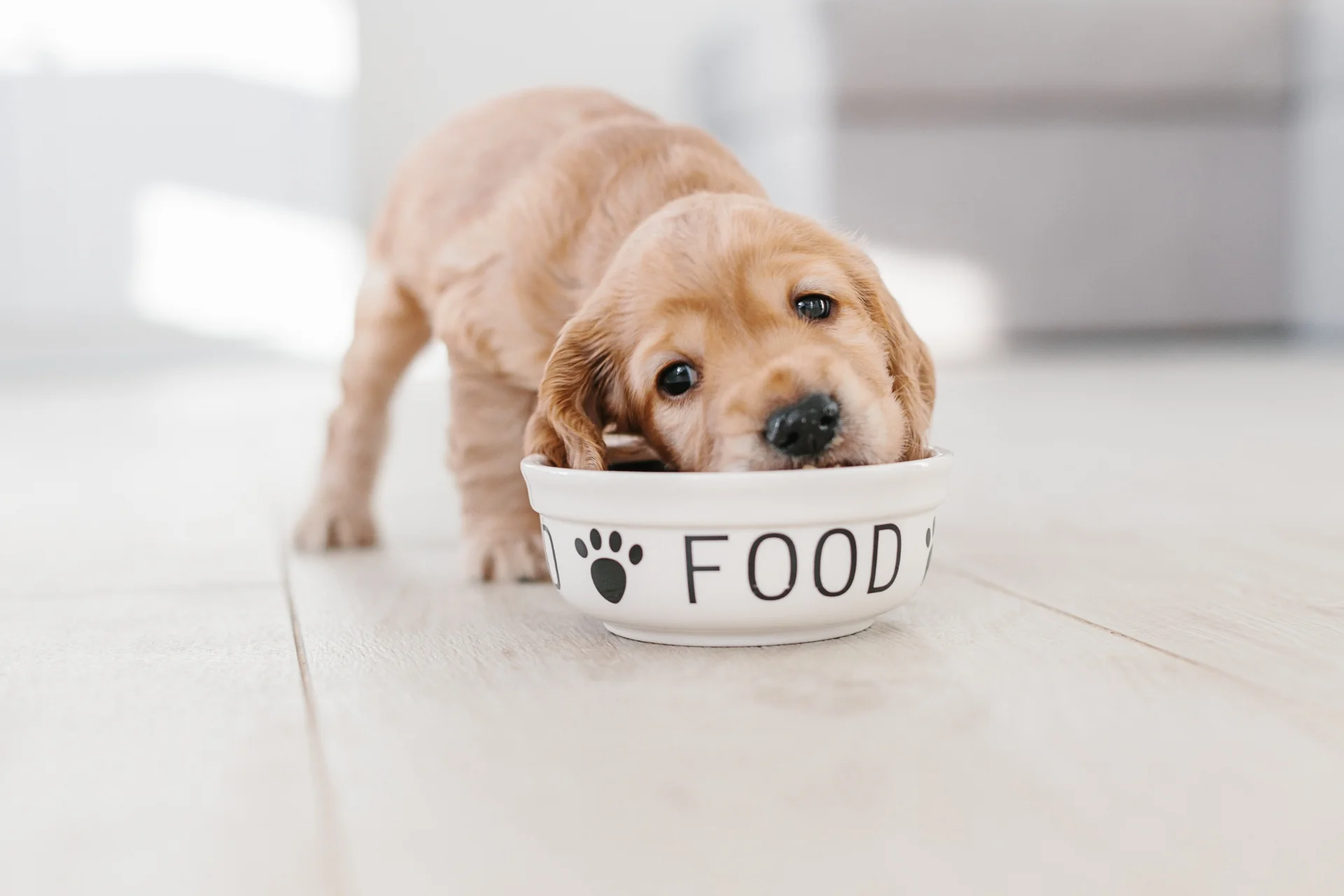 ¿Qué es una alergia alimentaria en perros? Guía completa