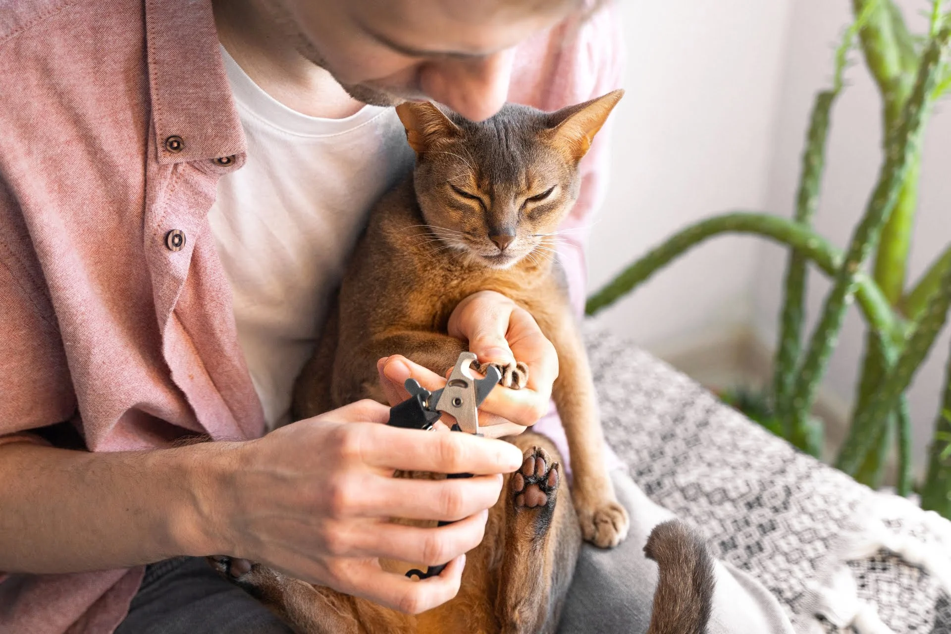 Cómo cortar las uñas a un gato sin estrés