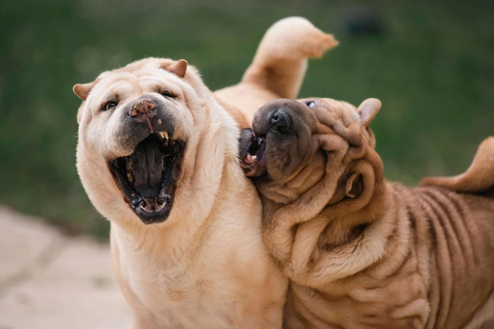 Cómo preparar a tu perro para socializar