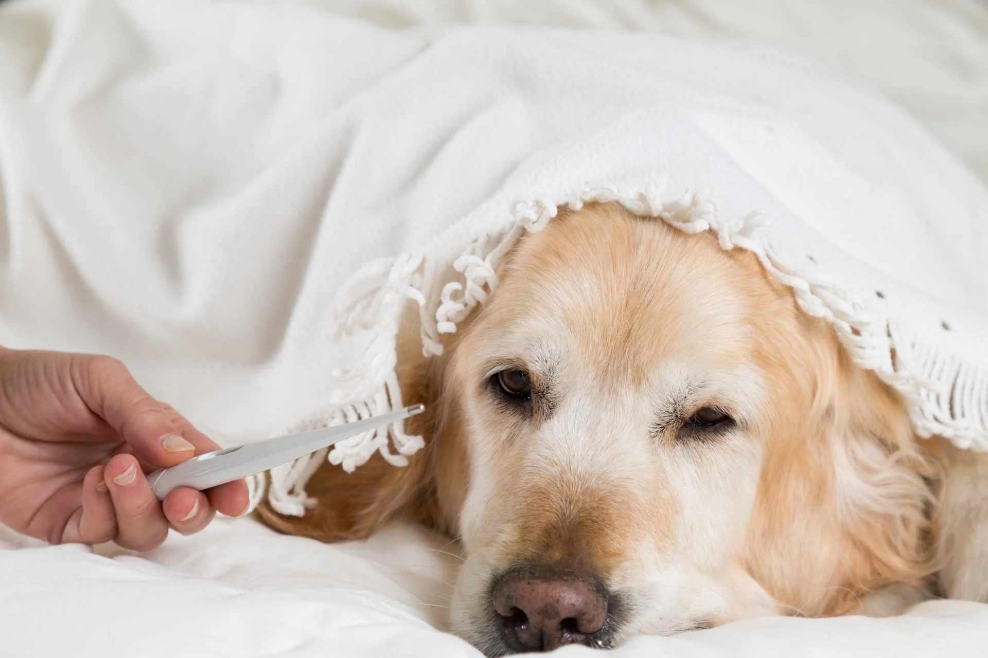 Cómo saber si tu perro tiene fiebre | Guía fácil