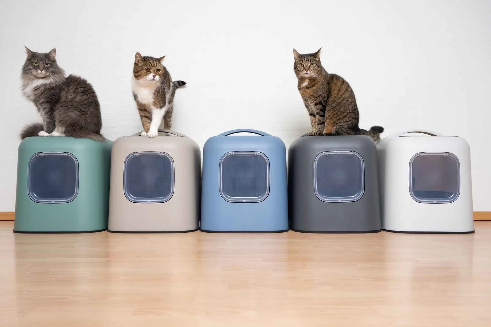 How to help a constipated cat: symptoms, causes, and remedies
