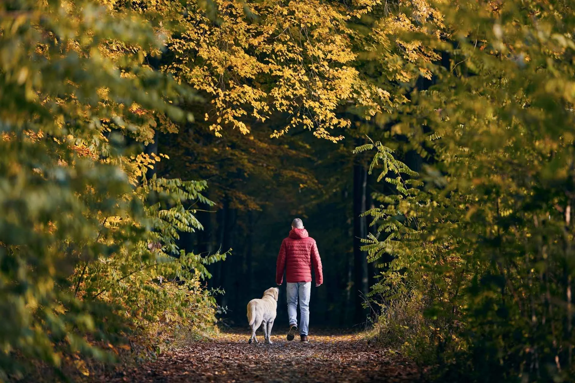 ¿Cuántas veces sacar al perro al día? Guía completa